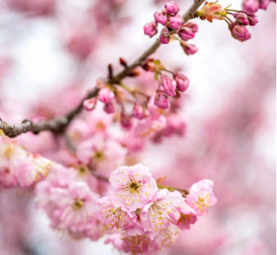 武汉大学的樱花有多美